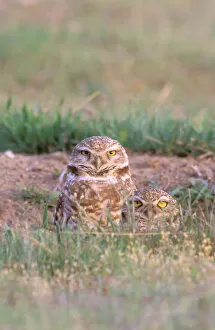 Images Dated 20th April 2006: North America, USA, Oregon. Burrowing Owls