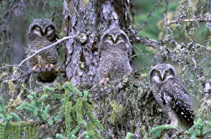 Hidden Prints: North America, USA, Oregon. Burrowing Owls