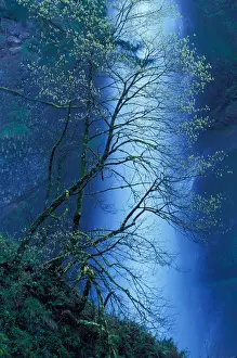 Alim Kassim Prints: North America; USA; Oregon; Columbia River Gorge Multnomah Falls