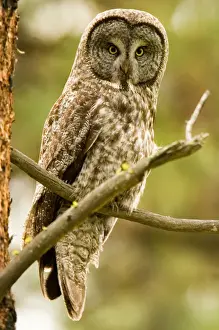 Staring Prints: North America; USA; Oregon; La Grande Great Grey Owl