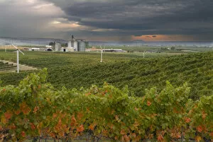 Images Dated 13th October 2005: North America, USA, Oregon, Milton Freewater. Seven Hills Vineyard