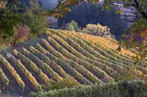 Images Dated 24th October 2006: North America, USA, Oregon, Newberg. Fall colors over Chehalem Winerys Coral