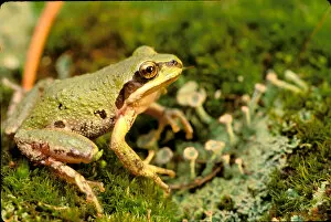 Images Dated 20th April 2006: North America, USA, Oregon. Pacific Tree Frog
