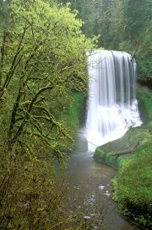 Images Dated 11th May 2006: North America, USA, Oregon, Silver Falls State Park. Middle North Falls and North