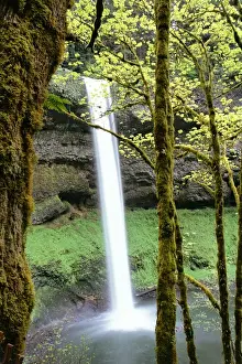 Images Dated 6th March 2009: North America, USA, Oregon, Silver Falls State Park. South Silver Falls