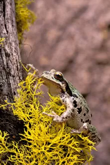 Images Dated 20th April 2006: North America, USA, Oregon, Umatilla National Forest. Pacific Tree Frog (Pseudacris