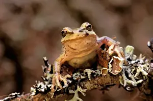 North America, USA, Oregon, Umatilla National Forest. Pacific Tree Frog (Pseudacris