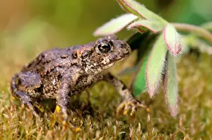 Images Dated 20th April 2006: North America, USA, Oregon, Umatilla National Forest. Pacific Tree Frog (Pseudacris