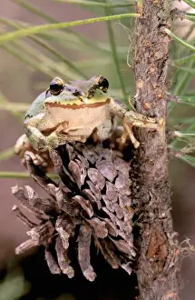 North America, USA, Oregon, Umatilla National Forest. Pacific Tree Frog (Pseudacris