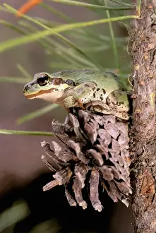Images Dated 20th April 2006: North America, USA, Oregon, Umatilla National Forest. Pacific Tree Frog (Pseudacris