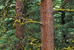 Images Dated 28th January 2005: North America, USA, Oregon, Wallowa Whitman NF, Hells Canyon, Ponderosa forest