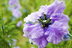Images Dated 2nd July 2005: North America, USA, Oregon, Willamette Valley, Larkspur Close up growing in Mass