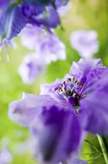 Images Dated 2nd July 2005: North America, USA, Oregon, Willamette Valley, Larkspur Close up growing in Mass