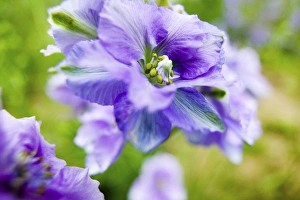 Images Dated 2nd July 2005: North America, USA, Oregon, Willamette Valley, Larkspur Close up growing in Mass