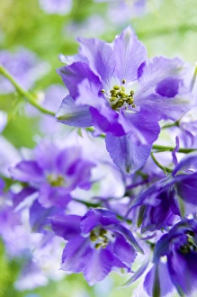 Images Dated 2nd July 2005: North America, USA, Oregon, Willamette Valley, Larkspur Close up growing in Mass
