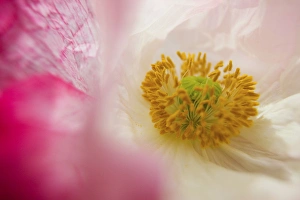 Images Dated 2nd July 2005: North America, USA, Oregon, Willamette Valley, Shirley Poppy in Full Bloom