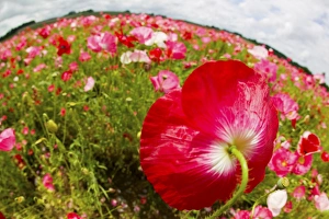 Images Dated 2nd July 2005: North America, USA, Oregon, Willamette Valley, Wide Angle View of Shirley Poppies