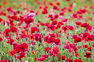 Images Dated 2nd July 2005: North America, USA, Oregon, Willamette Valley, Shirley Poppies Blooming in Mass