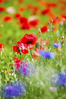 Images Dated 2nd July 2005: North America, USA, Oregon, Willamette Valley, Shirley Poppies in Mass