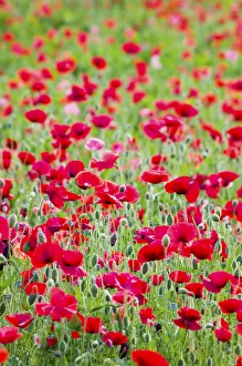 Images Dated 2nd July 2005: North America, USA, Oregon, Willamette Valley, Shirley Poppies Blooming in Mass