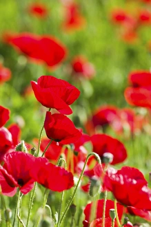 Images Dated 2nd July 2005: North America, USA, Oregon, Willamette Valley, Shirley Poppies Blooming in Mass