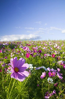 Images Dated 2nd July 2005: North America, USA, Oregon, Willamette Valley, Cosmos Growing on Hillside with Blue Sky Day
