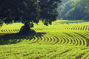 North America, USA, Oregon, Willamette Valley