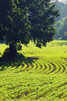 North America, USA, Oregon, Willamette Valley