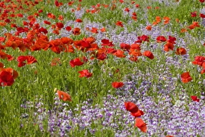 Images Dated 3rd July 2008: North America, USA, Oregon, Willamette Valley, Poppies and Wildflowers