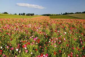 Images Dated 2nd July 2005: North America, USA, Oregon, Willamette Valley, Cosmos Field in Bloom with Lone Cloud