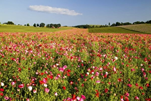 Images Dated 2nd July 2005: North America, USA, Oregon, Willamette Valley, Cosmos Field in Bloom with Lone Cloud