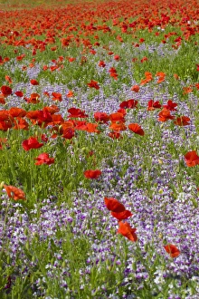 Images Dated 3rd July 2008: North America, USA, Oregon, Willamette Valley, Poppies and Wildflowers