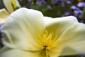 Images Dated 1st June 2011: North America; USA; Oregon; Willamette Valley; Close Up of Poppy in Bloom