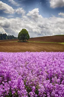 Images Dated 1st June 2011: North America; USA; Oregon; Willamette Valley; Farming in the Willamette Valley of Oregon