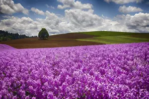 Images Dated 1st June 2011: North America; USA; Oregon; Willamette Valley; Farming in the Willamette Valley of Oregon