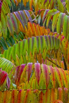 Images Dated 15th October 2014: North America, USA, Pennsylvania. Autumn neon colors of Staghorn Sumac (Rhus typhina)