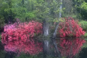 North America, USA, South Carolina; Charleston; Azaleas in bloom at Magnolia Plantation