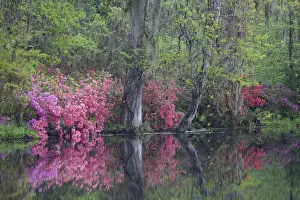Images Dated 27th March 2011: North America, USA, South Carolina; Charleston; Azaleas in bloom at Magnolia Plantation