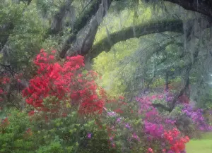 North America, USA, South Carolina; Charleston; Spring azaleas at Magnolia Plantation