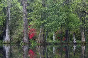 Images Dated 27th March 2011: North America, USA, South Carolina; Charleston; Spring at Magnolia Plantation