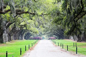 North America, USA, South Carolina, Mt. Pleasant. Driveway to Plantation House Lined