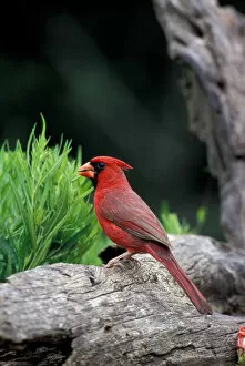 Images Dated 2nd February 2006: North America, USA, southern Texas, Northern Cardinal (male)