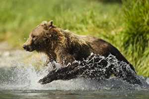 Images Dated 16th August 2011: North America, USA, SW Alaska, Geographic Harbor, coastal Katmai National Park, Brown bear
