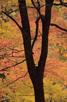 Images Dated 25th October 2010: North America, USA, Tennessee. Fall foliage in the Great Smoky Mountains Nation Park