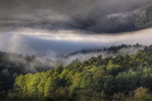 North America, USA, Tennessee; Foggy morning at Cades Cove in the Smokies
