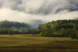 Images Dated 19th April 2012: North America, USA, Tennessee; Foggy morning at Cades Cove in the Smokies