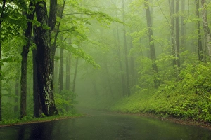 Images Dated 18th April 2012: North America, USA, Tennessee; Foggy morning at Roaring Fork Trail in the Smokies