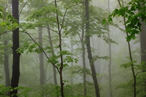 Images Dated 18th April 2012: North America, USA, Tennessee; Foggy morning at Roaring Fork Trail in the Smokies