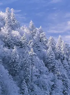 North America, USA, Tennessee, Great Smoky Mountains National Park, Newfound Gap