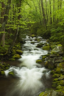 Images Dated 18th April 2012: North America, USA, Tennessee; Stream at Roaring Fork Trail in the Smokies